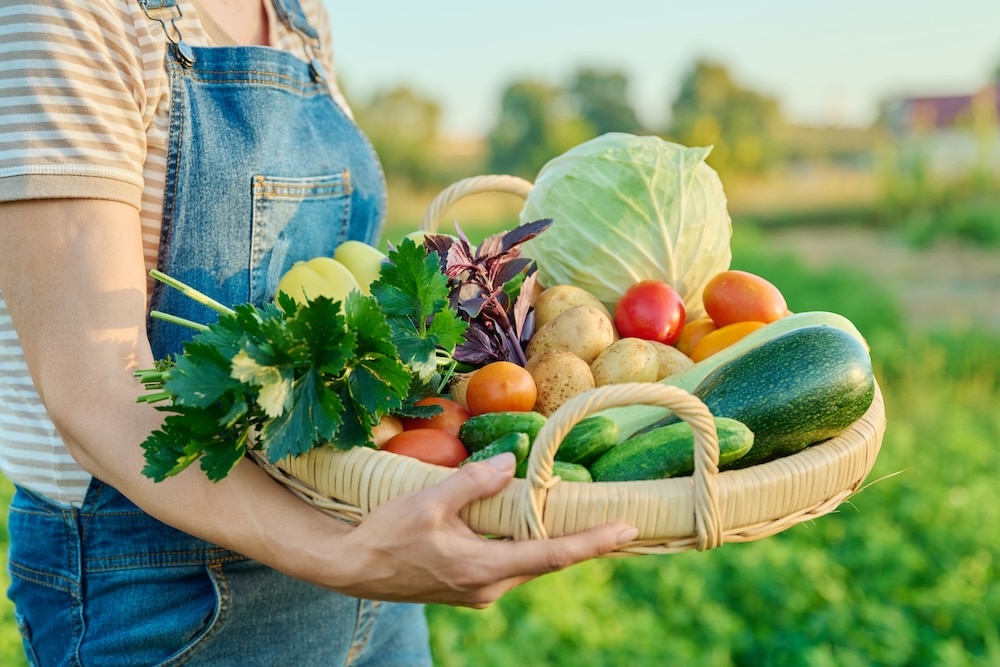 Korb mit Sommergemüseernte in den Händen - Nachhaltige und klimafreundliche Ernährung